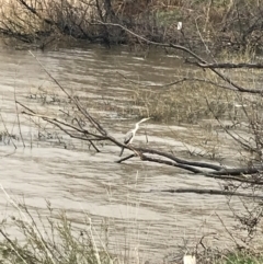 Anhinga novaehollandiae at Yarralumla, ACT - 5 Sep 2021