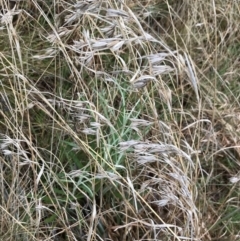 Themeda triandra (Kangaroo Grass) at Lake Burley Griffin West - 5 Sep 2021 by Tapirlord