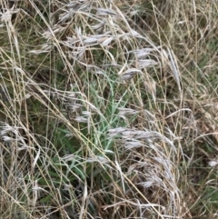 Themeda triandra (Kangaroo Grass) at Yarralumla, ACT - 5 Sep 2021 by Tapirlord