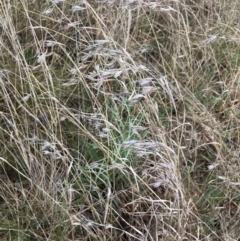 Themeda triandra at Yarralumla, ACT - 5 Sep 2021