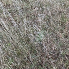 Themeda triandra at Yarralumla, ACT - 5 Sep 2021