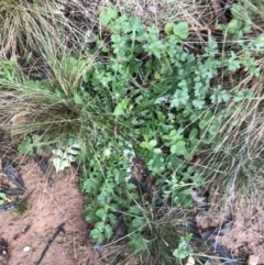 Arctotheca calendula (Capeweed, Cape Dandelion) at Blue Gum Point to Attunga Bay - 5 Sep 2021 by Tapirlord