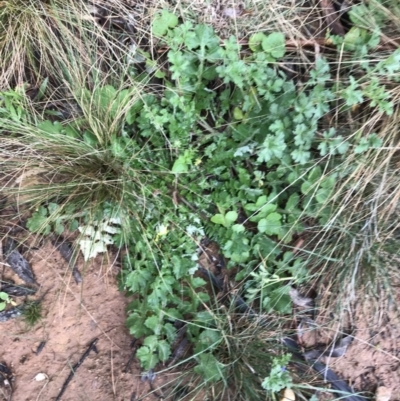 Arctotheca calendula (Capeweed, Cape Dandelion) at Blue Gum Point to Attunga Bay - 5 Sep 2021 by Tapirlord