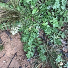 Arctotheca calendula at Yarralumla, ACT - 5 Sep 2021 12:59 PM