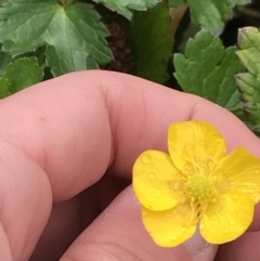 Ranunculus repens (Creeping Buttercup) at Lake Burley Griffin West - 5 Sep 2021 by Tapirlord