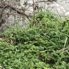 Ranunculus repens at Yarralumla, ACT - 5 Sep 2021