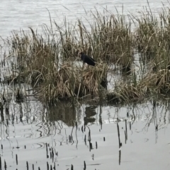 Porphyrio melanotus (Australasian Swamphen) at Lake Burley Griffin West - 5 Sep 2021 by Tapirlord