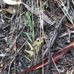 Hovea heterophylla (Common Hovea) at Stirling Park - 5 Sep 2021 by Tapirlord