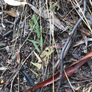 Hovea heterophylla at Yarralumla, ACT - 5 Sep 2021 12:43 PM