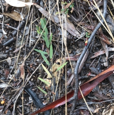 Hovea heterophylla (Common Hovea) at Stirling Park - 5 Sep 2021 by Tapirlord