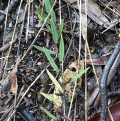 Hovea heterophylla at Yarralumla, ACT - 5 Sep 2021