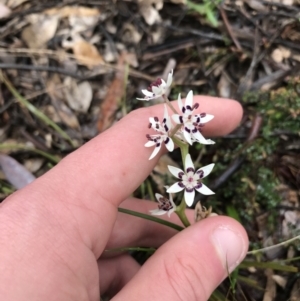 Wurmbea dioica subsp. dioica at Yarralumla, ACT - 5 Sep 2021