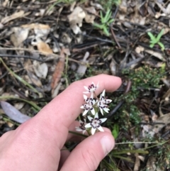 Wurmbea dioica subsp. dioica at Yarralumla, ACT - 5 Sep 2021