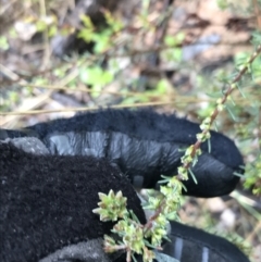 Dillwynia sericea (Egg And Bacon Peas) at Stirling Park - 5 Sep 2021 by Tapirlord