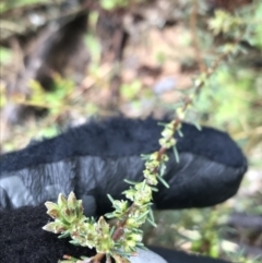 Dillwynia sericea at Yarralumla, ACT - 5 Sep 2021