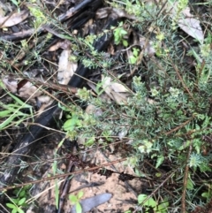 Dillwynia sericea at Yarralumla, ACT - 5 Sep 2021