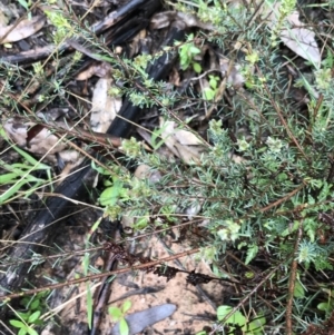 Dillwynia sericea at Yarralumla, ACT - 5 Sep 2021 12:33 PM