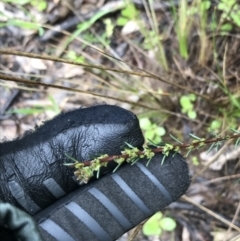 Dillwynia sericea at Yarralumla, ACT - 5 Sep 2021 12:33 PM