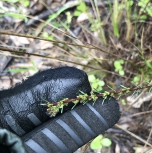 Dillwynia sericea at Yarralumla, ACT - 5 Sep 2021