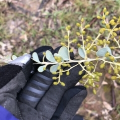 Acacia cultriformis (Knife Leaf Wattle) at Stirling Park - 5 Sep 2021 by Tapirlord