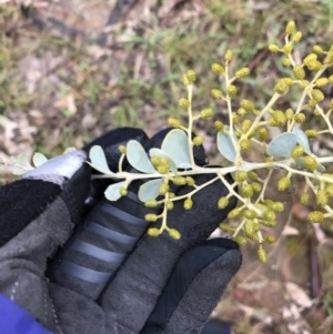 Acacia cultriformis at Yarralumla, ACT - 5 Sep 2021