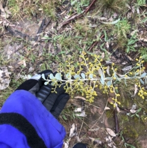 Acacia cultriformis at Yarralumla, ACT - 5 Sep 2021 12:27 PM