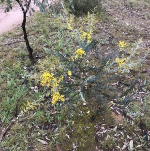 Acacia cultriformis at Yarralumla, ACT - 5 Sep 2021 12:27 PM