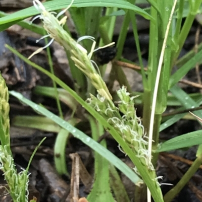 Carex breviculmis (Short-Stem Sedge) at Yarralumla, ACT - 5 Sep 2021 by Tapirlord