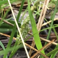 Carex breviculmis at Yarralumla, ACT - 5 Sep 2021
