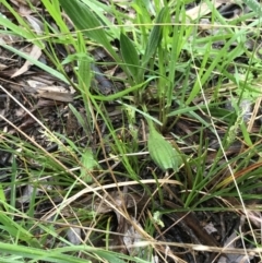 Carex breviculmis at Yarralumla, ACT - 5 Sep 2021