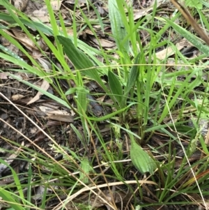 Carex breviculmis at Yarralumla, ACT - 5 Sep 2021