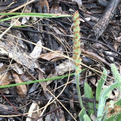 Plantago varia (Native Plaintain) at Yarralumla, ACT - 5 Sep 2021 by Tapirlord