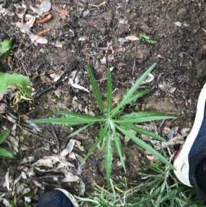 Senecio sp. at Yarralumla, ACT - 5 Sep 2021