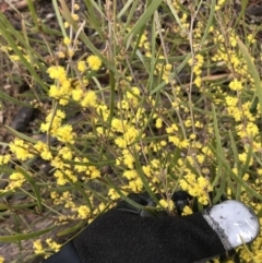 Acacia dawsonii (Dawson's Wattle) at Stirling Park - 5 Sep 2021 by Tapirlord