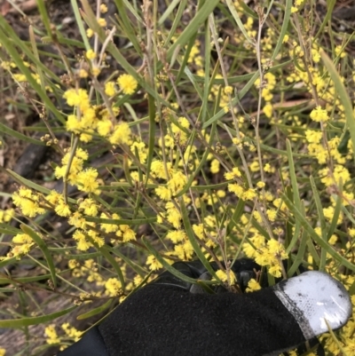 Acacia dawsonii (Dawson's Wattle) at Stirling Park - 5 Sep 2021 by Tapirlord