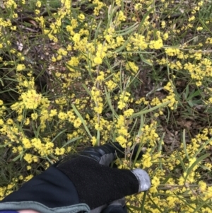 Acacia dawsonii at Yarralumla, ACT - 5 Sep 2021