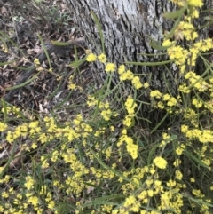 Acacia dawsonii at Yarralumla, ACT - 5 Sep 2021 12:00 PM