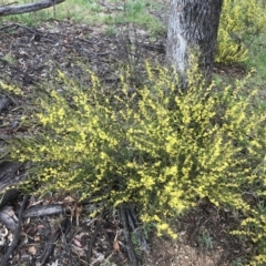 Acacia dawsonii at Yarralumla, ACT - 5 Sep 2021
