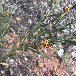 Daviesia mimosoides subsp. mimosoides at Yarralumla, ACT - 5 Sep 2021