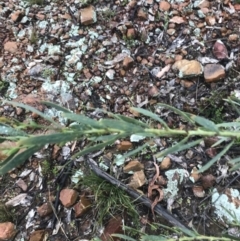 Daviesia mimosoides subsp. mimosoides at Yarralumla, ACT - 5 Sep 2021