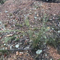 Daviesia mimosoides subsp. mimosoides at Yarralumla, ACT - 5 Sep 2021