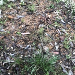 Xerochrysum viscosum (Sticky Everlasting) at Stirling Park - 5 Sep 2021 by Tapirlord