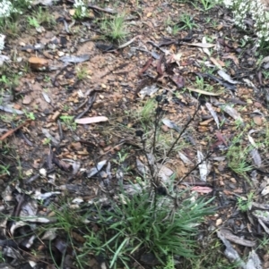 Xerochrysum viscosum at Yarralumla, ACT - 5 Sep 2021