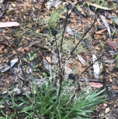 Xerochrysum viscosum at Yarralumla, ACT - 5 Sep 2021