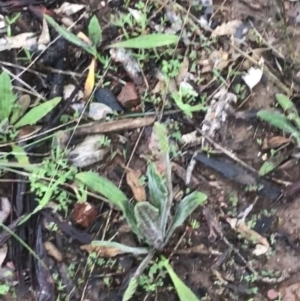 Plantago varia at Yarralumla, ACT - 5 Sep 2021