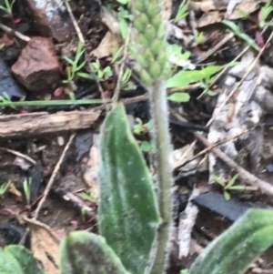 Plantago varia at Yarralumla, ACT - 5 Sep 2021