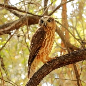 Ninox boobook at Barrengarry, NSW - 9 Sep 2021