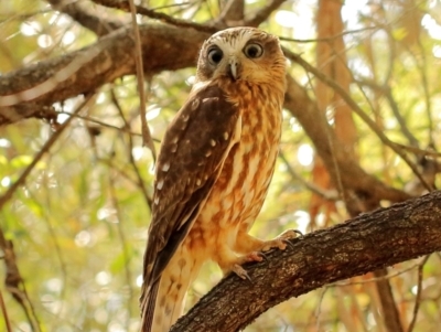 Ninox boobook (Southern Boobook) at Barrengarry, NSW - 9 Sep 2021 by Snowflake