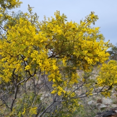 Acacia cardiophylla (Wyalong Wattle) at Isaacs Ridge and Nearby - 9 Sep 2021 by Mike