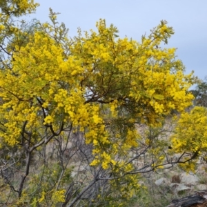 Acacia cardiophylla at Isaacs, ACT - 9 Sep 2021